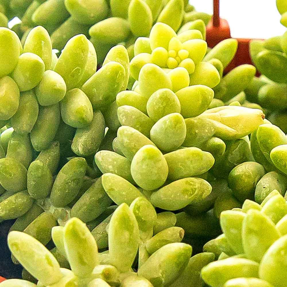 D25 Succulent Sedum Morg  Burros Tail - View 19 from www redcrocus com