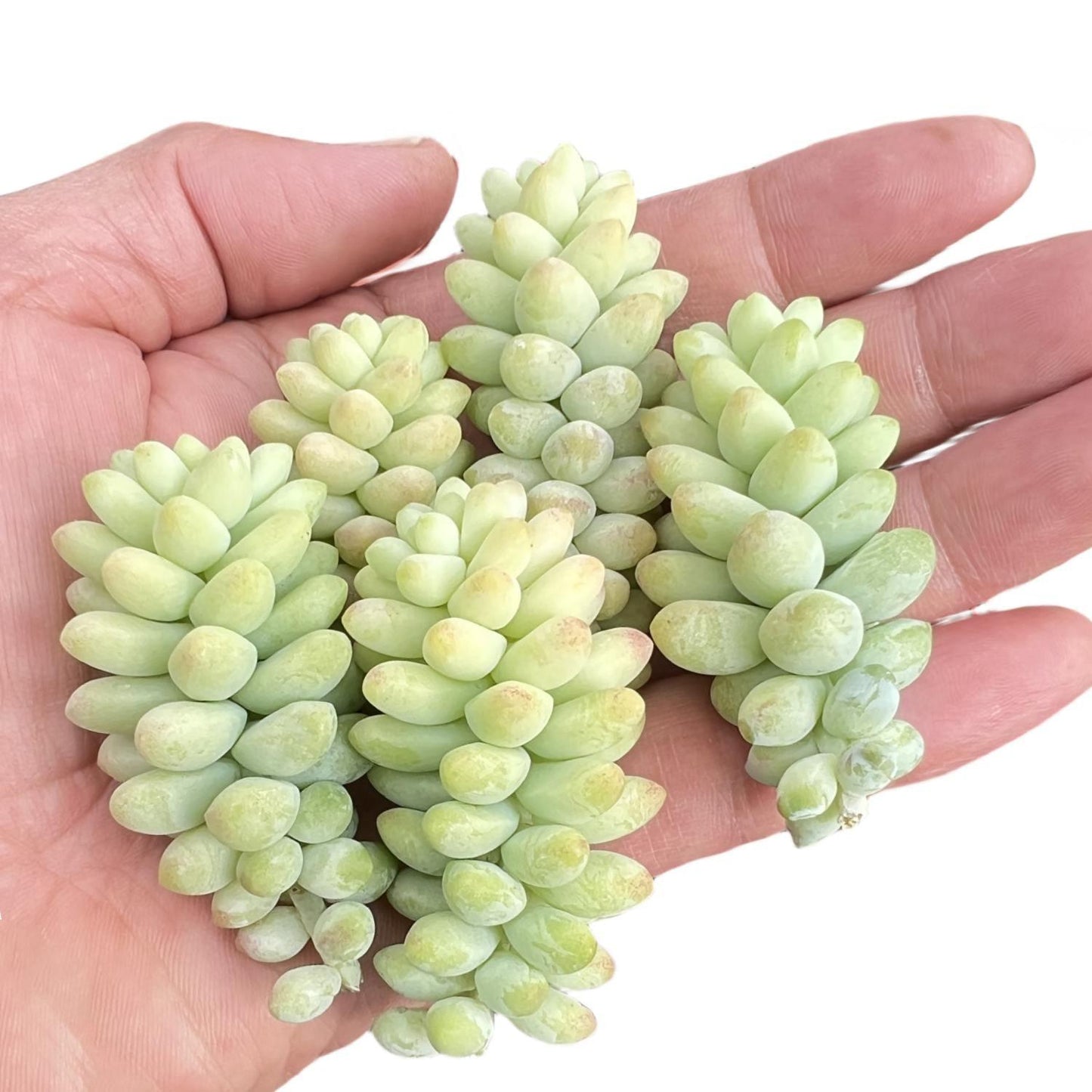 D25 Succulent Sedum Morg  Burros Tail - View 21 from www redcrocus com