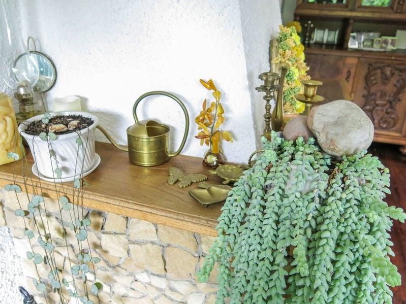 D25 Succulent Sedum Morg  Burros Tail - View 24 from www redcrocus com