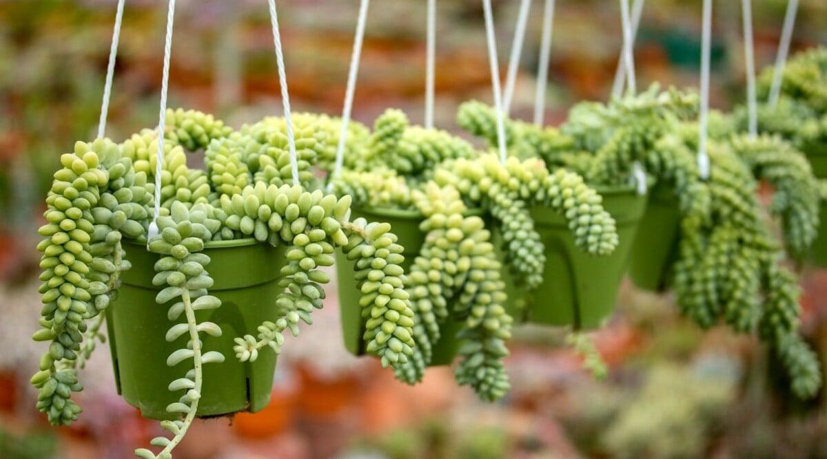 D25 Succulent Sedum Morg  Burros Tail - View 26 from www redcrocus com