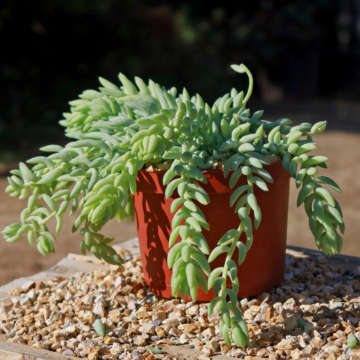 D25 Succulent Sedum Morg  Burros Tail - View 2 from www redcrocus com