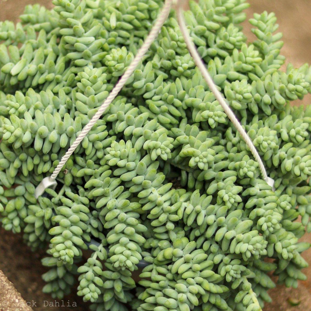 D25 Succulent Sedum Morg  Burros Tail - View 30 from www redcrocus com