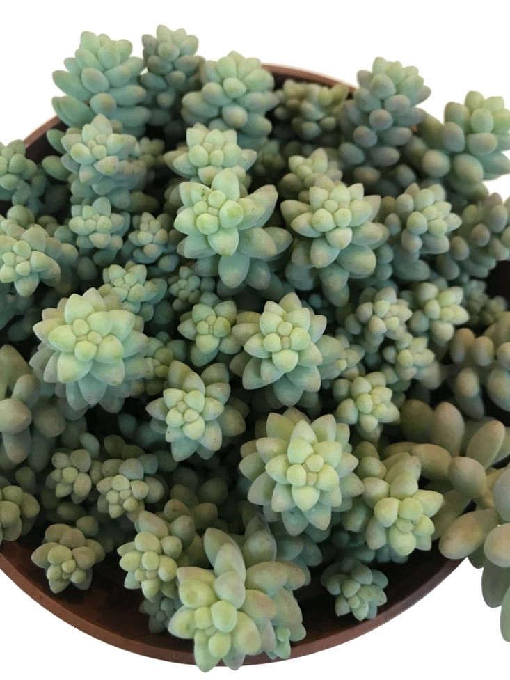 D25 Succulent Sedum Morg  Burros Tail - View 33 from www redcrocus com