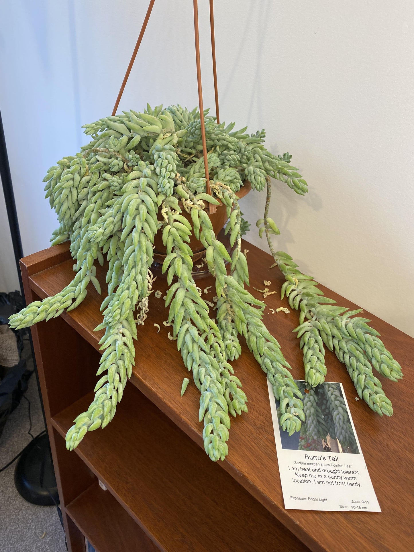 D25 Succulent Sedum Morg  Burros Tail - View 36 from www redcrocus com