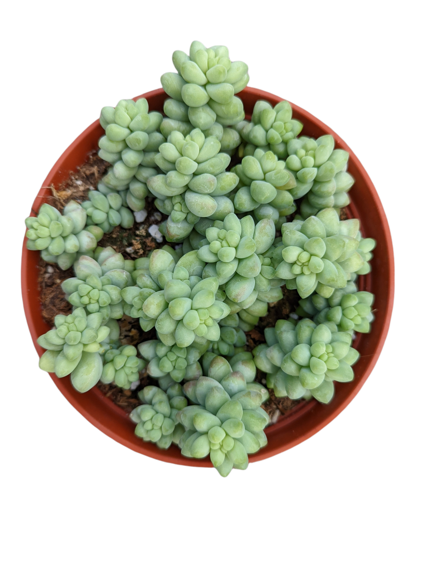 D25 Succulent Sedum Morg  Burros Tail - View 37 from www redcrocus com