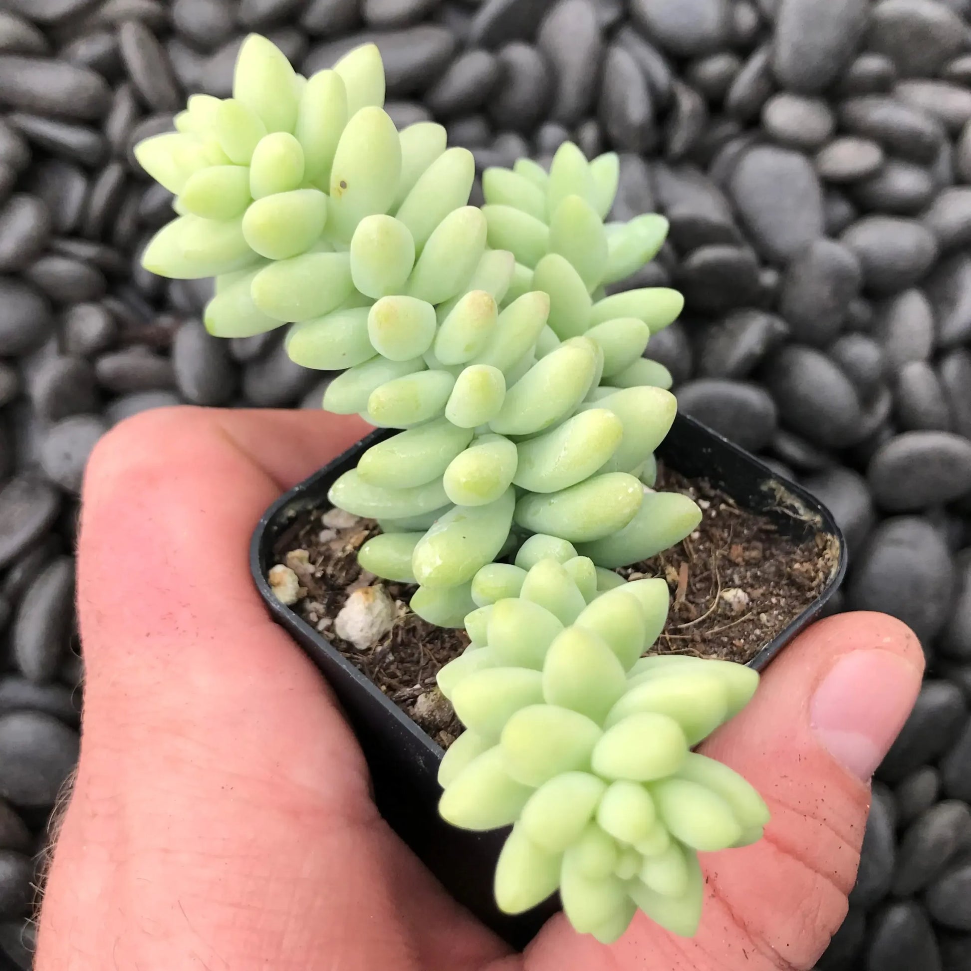 D25 Succulent Sedum Morg  Burros Tail - View 3 from www redcrocus com