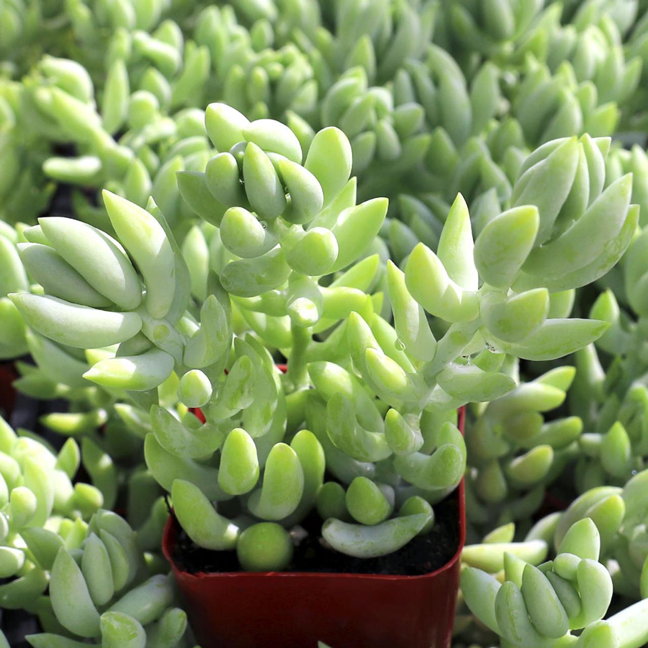 D25 Succulent Sedum Morg  Burros Tail - View 4 from www redcrocus com
