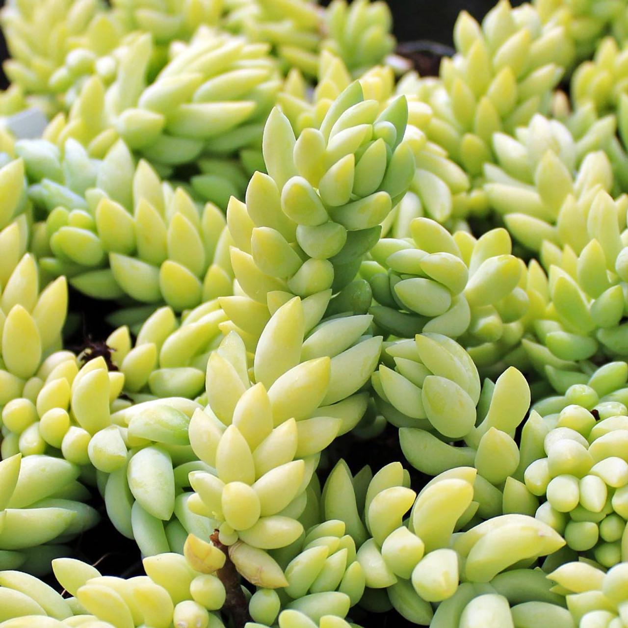 D25 Succulent Sedum Morg  Burros Tail - View 5 from www redcrocus com