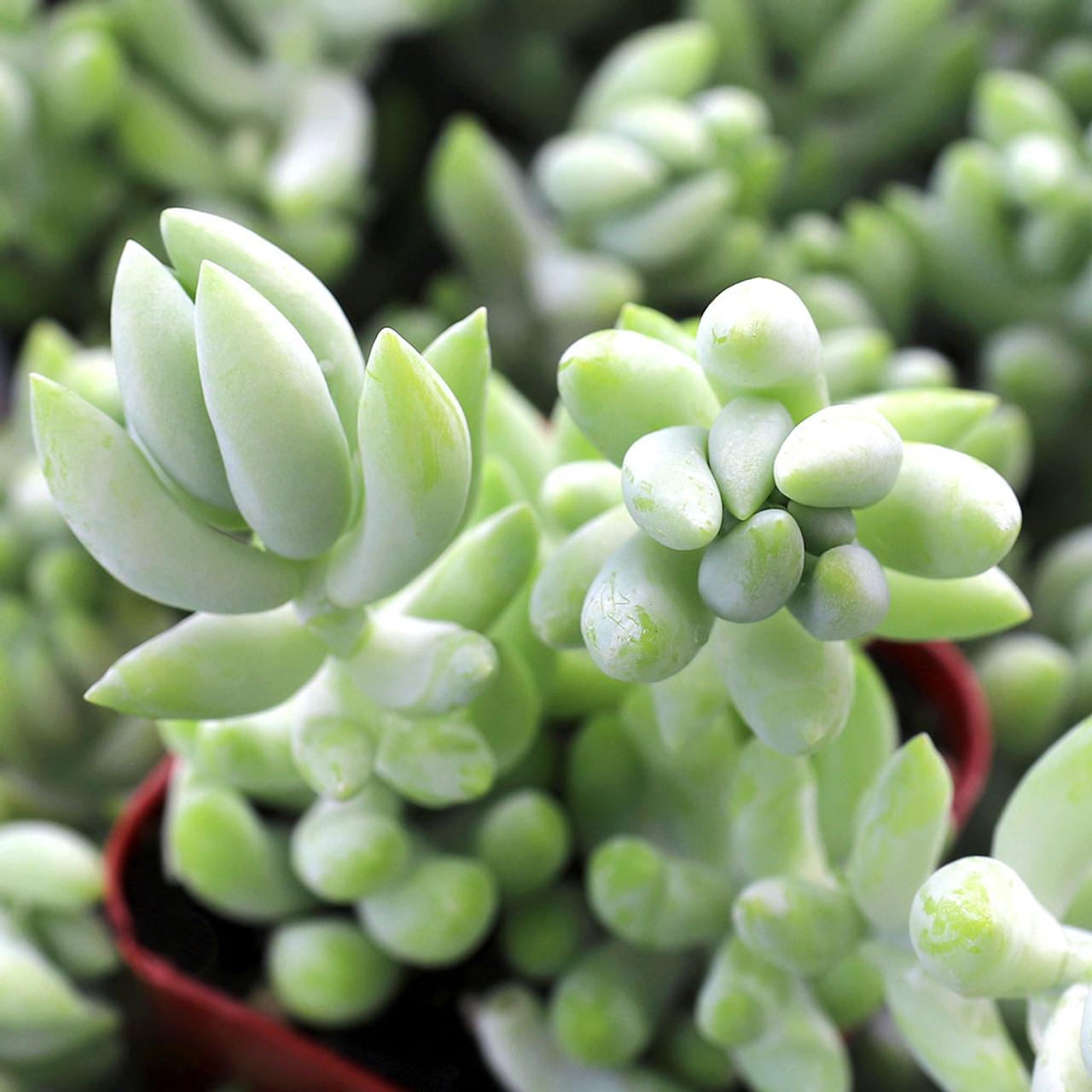 D25 Succulent Sedum Morg  Burros Tail - View 7 from www redcrocus com