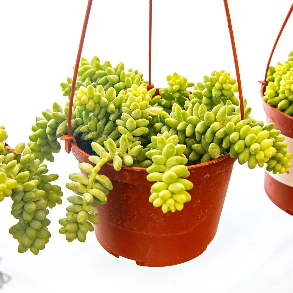 D25 Succulent Sedum Morg  Burros Tail - View 8 from www redcrocus com