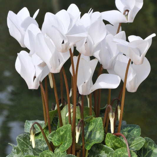 E43 Cyclamen White - View 1 from www redcrocus com