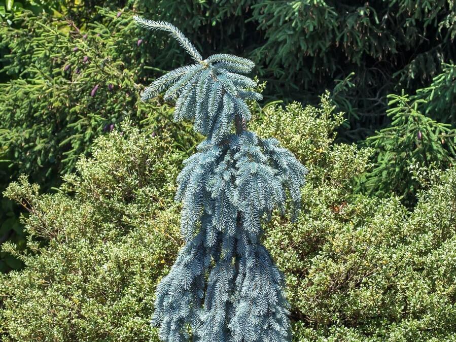 F0e Picea Pungens 'the Blues' Weeping Blue Spruce - View 12 from www redcrocus com