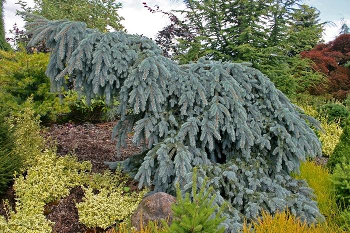 F0e Picea Pungens 'the Blues' Weeping Blue Spruce - View 14 from www redcrocus com