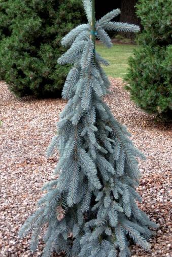 F0e Picea Pungens 'the Blues' Weeping Blue Spruce - View 15 from www redcrocus com