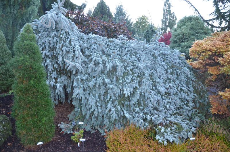 F0e Picea Pungens 'the Blues' Weeping Blue Spruce - View 17 from www redcrocus com