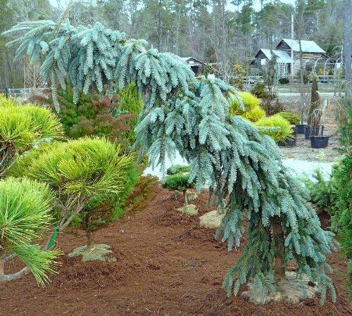 F0e Picea Pungens 'the Blues' Weeping Blue Spruce - View 18 from www redcrocus com