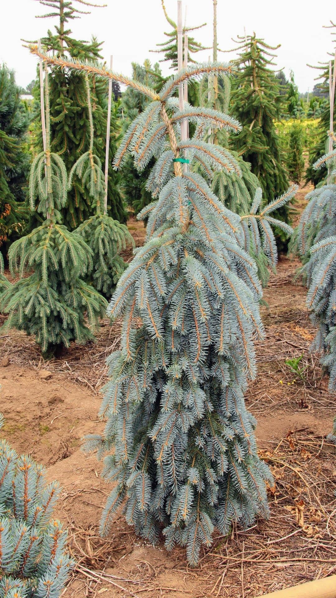 F0e Picea Pungens 'the Blues' Weeping Blue Spruce - View 1 from www redcrocus com