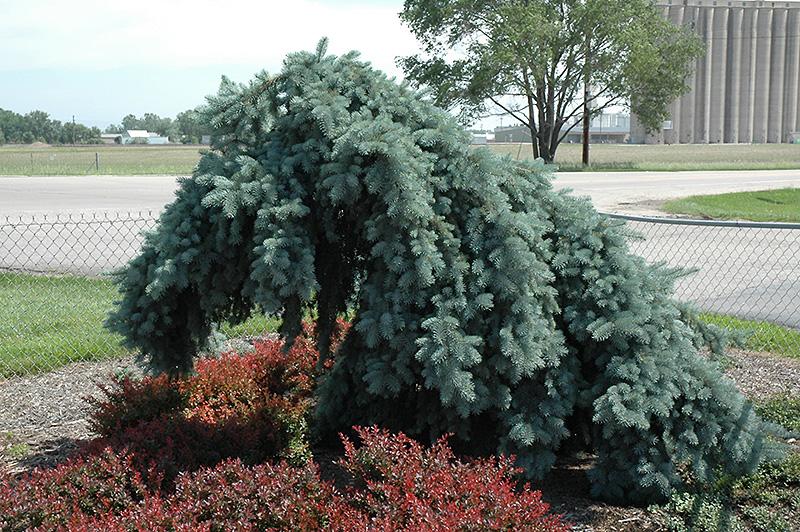 F0e Picea Pungens 'the Blues' Weeping Blue Spruce - View 20 from www redcrocus com