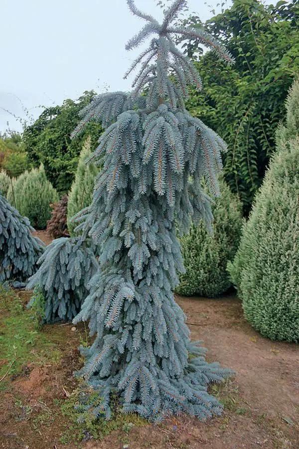 F0e Picea Pungens 'the Blues' Weeping Blue Spruce - View 23 from www redcrocus com