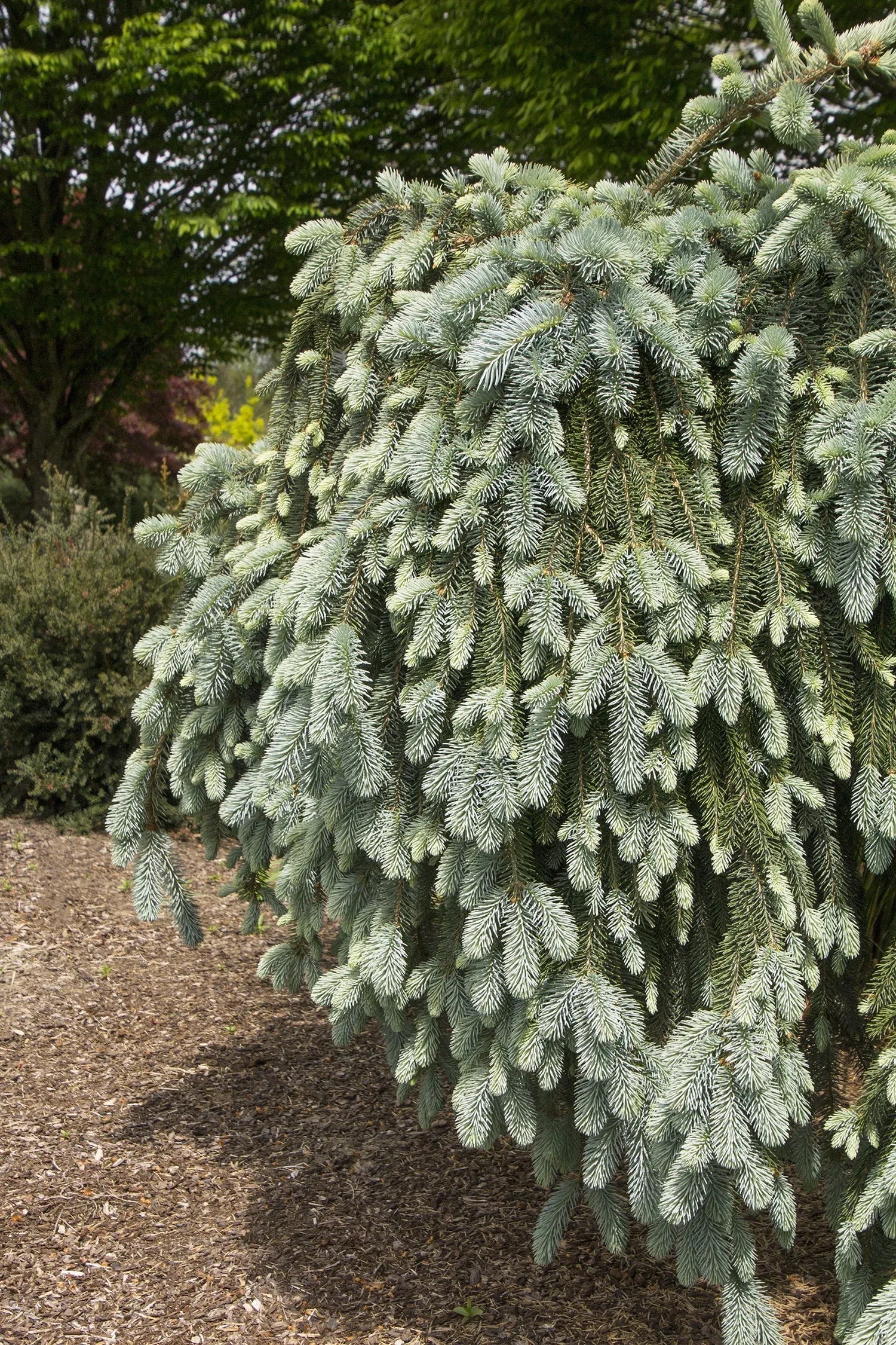 F0e Picea Pungens 'the Blues' Weeping Blue Spruce - View 32 from www redcrocus com