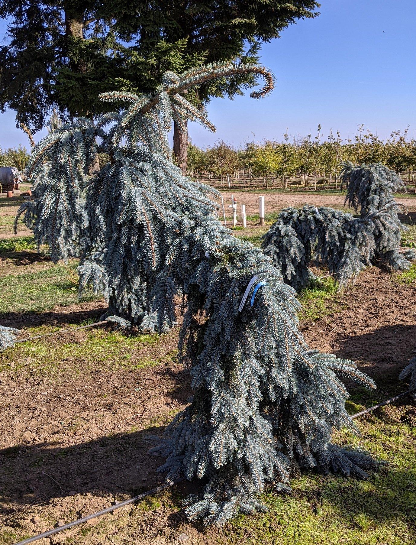 F0e Picea Pungens 'the Blues' Weeping Blue Spruce - View 33 from www redcrocus com