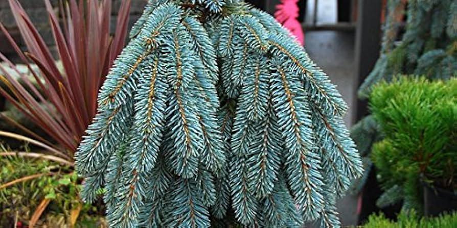F0e Picea Pungens 'the Blues' Weeping Blue Spruce - View 36 from www redcrocus com