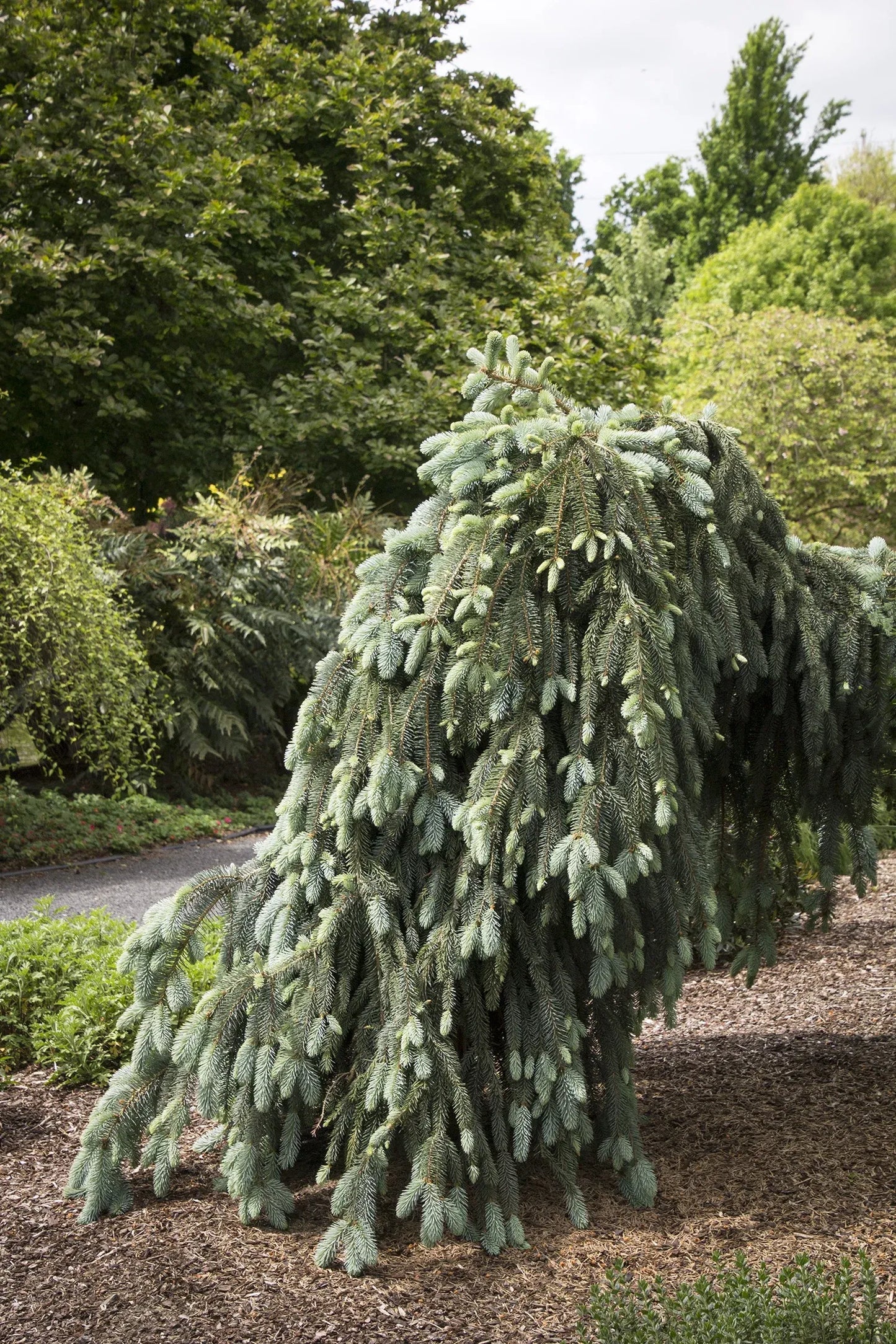 F0e Picea Pungens 'the Blues' Weeping Blue Spruce - View 37 from www redcrocus com