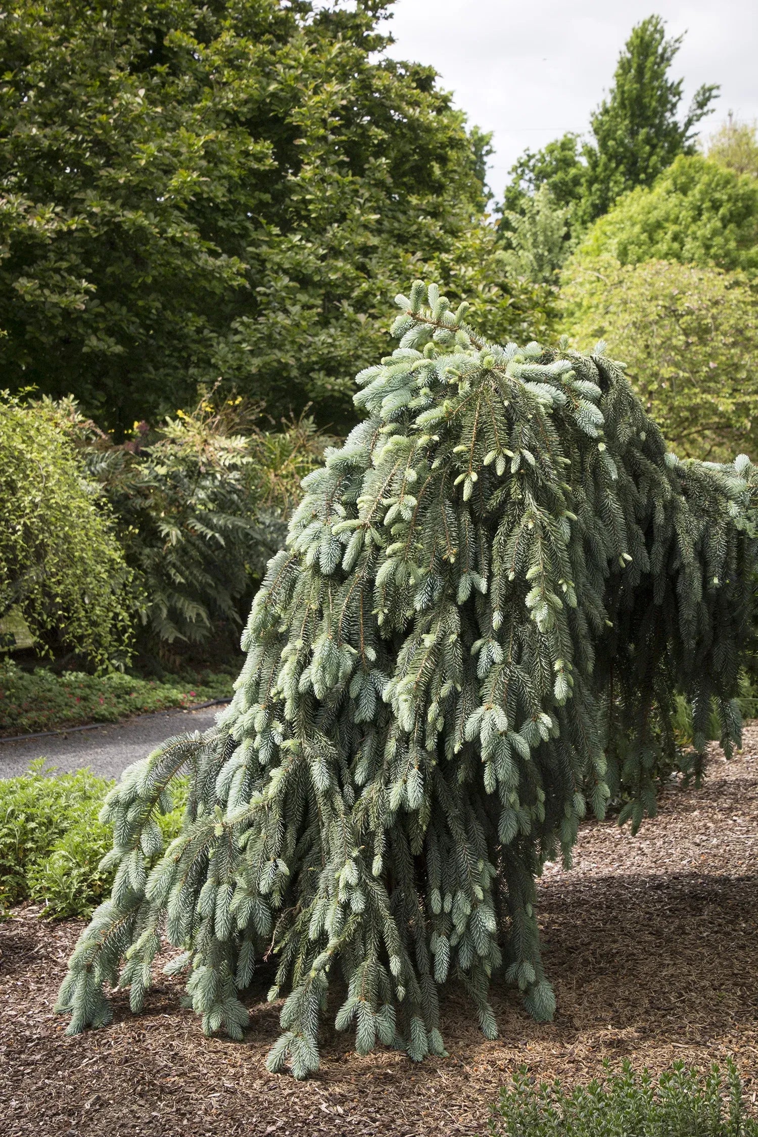 F0e Picea Pungens 'the Blues' Weeping Blue Spruce - View 37 from www redcrocus com