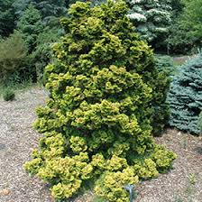 RedCrocus Hinoki Cypress 'Gold Drop' (Chamaecyparis obtusa) - Dwarf Golden Evergreen, Compact Mounding Accent for Rock Gardens, Containers & Bonsai - Live Plant  1 Gallon Nursery Pot