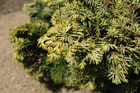 RedCrocus Hinoki Cypress 'Gold Drop' (Chamaecyparis obtusa) - Dwarf Golden Evergreen, Compact Mounding Accent for Rock Gardens, Containers & Bonsai - Live Plant  1 Gallon Nursery Pot