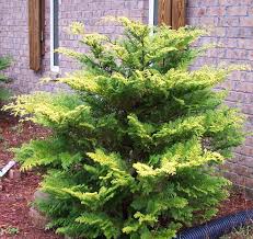 RedCrocus Hinoki Cypress 'Gold Drop' (Chamaecyparis obtusa) - Dwarf Golden Evergreen, Compact Mounding Accent for Rock Gardens, Containers & Bonsai - Live Plant  1 Gallon Nursery Pot