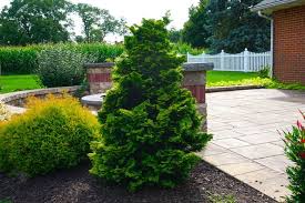 RedCrocus Hinoki Cypress 'Gold Drop' (Chamaecyparis obtusa) - Dwarf Golden Evergreen, Compact Mounding Accent for Rock Gardens, Containers & Bonsai - Live Plant  1 Gallon Nursery Pot