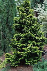 RedCrocus Hinoki Cypress 'Gold Drop' (Chamaecyparis obtusa) - Dwarf Golden Evergreen, Compact Mounding Accent for Rock Gardens, Containers & Bonsai - Live Plant  1 Gallon Nursery Pot