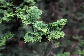 RedCrocus Hinoki Cypress 'Gold Drop' (Chamaecyparis obtusa) - Dwarf Golden Evergreen, Compact Mounding Accent for Rock Gardens, Containers & Bonsai - Live Plant  1 Gallon Nursery Pot