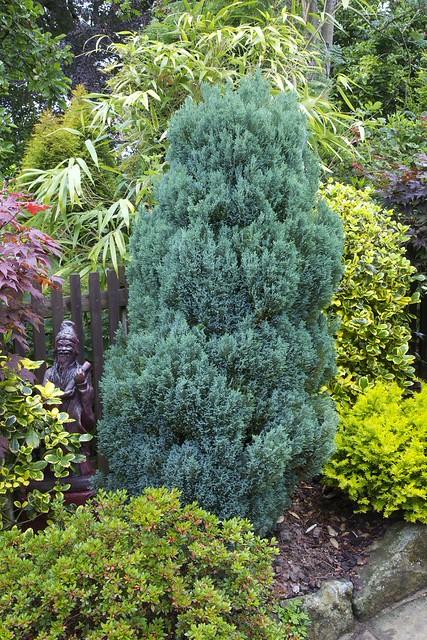 De Chamaecyparis Law  Moonlit Blue Cypress - View 16 from www redcrocus com