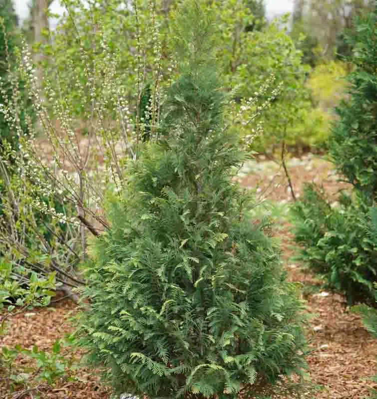 De Chamaecyparis Law  Moonlit Blue Cypress - View 23 from www redcrocus com