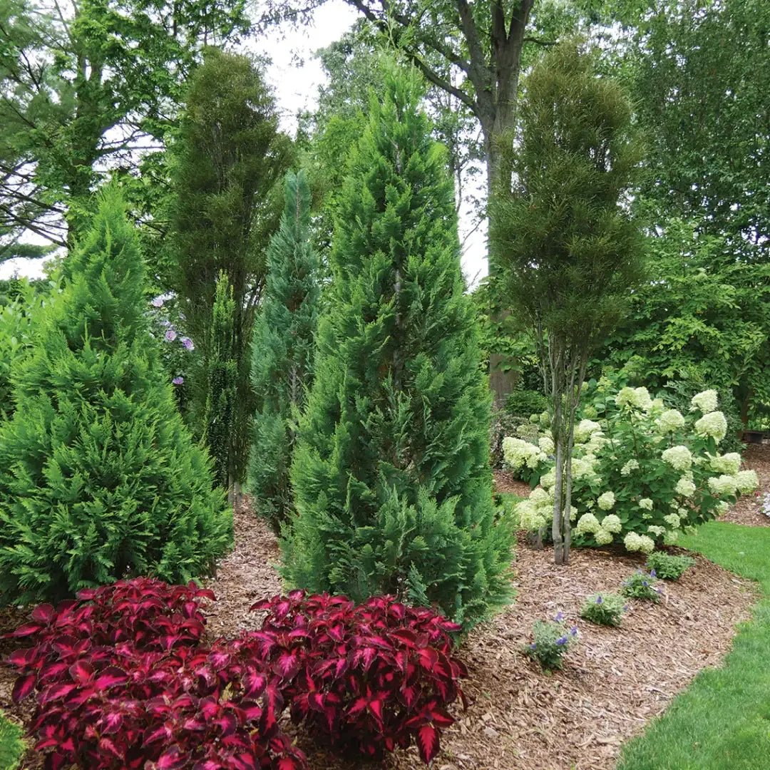 De Chamaecyparis Law  Moonlit Blue Cypress - View 25 from www redcrocus com