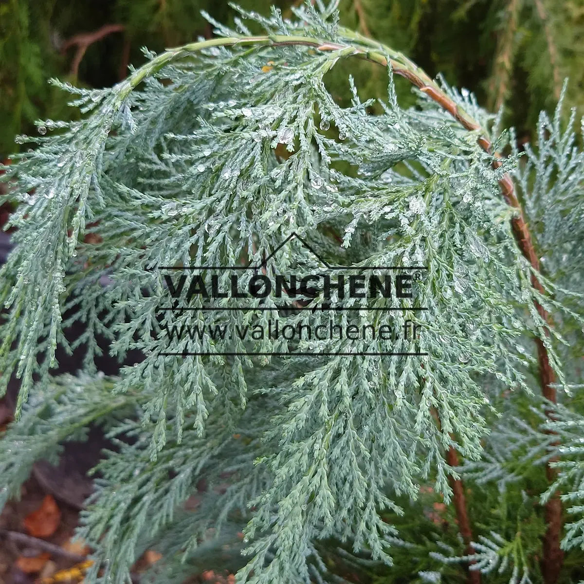 De Chamaecyparis Law  Moonlit Blue Cypress - View 29 from www redcrocus com