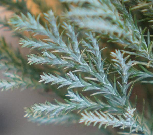 De Chamaecyparis Law  Moonlit Blue Cypress - View 2 from www redcrocus com