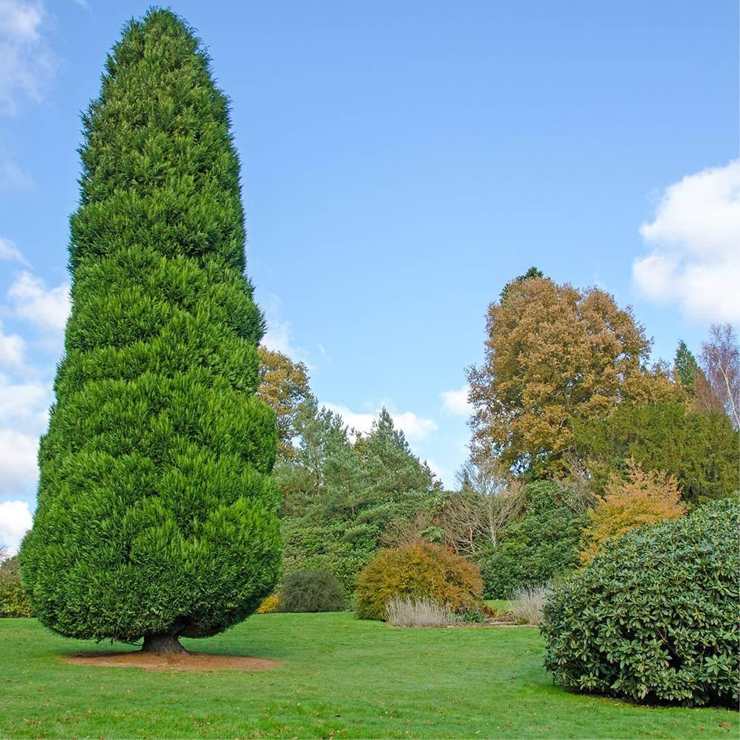 De Chamaecyparis Law  Moonlit Blue Cypress - View 30 from www redcrocus com