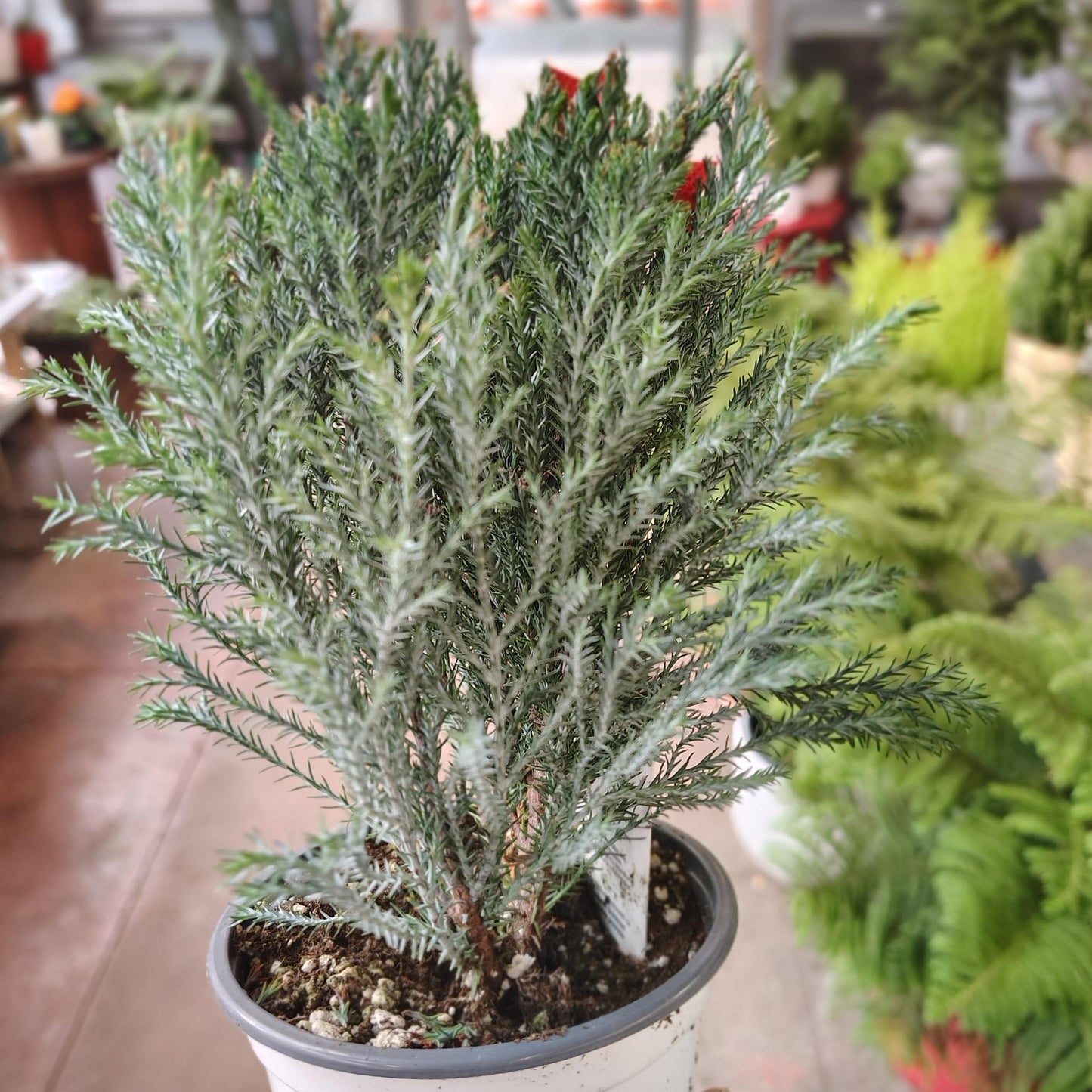 De Chamaecyparis Law  Moonlit Blue Cypress - View 6 from www redcrocus com