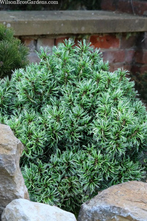 RedCrocus Pinus 'Mini Twist' Dwarf Eastern White Pine Live Plant - Twisted Blue-Green Needled Evergreen, Compact Low-Maintenance Accent for Containers, Rock Gardens, Zones 3-8  7 Gallon Nursery Pot