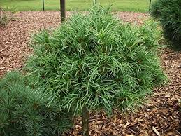 RedCrocus Pinus 'Mini Twist' Dwarf Eastern White Pine Live Plant - Twisted Blue-Green Needled Evergreen, Compact Low-Maintenance Accent for Containers, Rock Gardens, Zones 3-8  7 Gallon Nursery Pot
