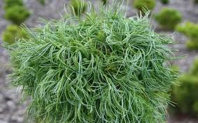 RedCrocus Pinus 'Mini Twist' Dwarf Eastern White Pine Live Plant - Twisted Blue-Green Needled Evergreen, Compact Low-Maintenance Accent for Containers, Rock Gardens, Zones 3-8  7 Gallon Nursery Pot