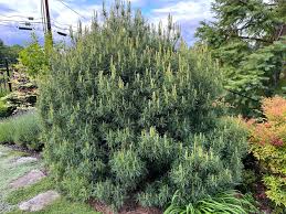 RedCrocus Pinus 'Mini Twist' Dwarf Eastern White Pine Live Plant - Twisted Blue-Green Needled Evergreen, Compact Low-Maintenance Accent for Containers, Rock Gardens, Zones 3-8  7 Gallon Nursery Pot