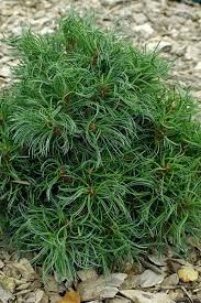 RedCrocus Pinus 'Mini Twist' Dwarf Eastern White Pine Live Plant - Twisted Blue-Green Needled Evergreen, Compact Low-Maintenance Accent for Containers, Rock Gardens, Zones 3-8  7 Gallon Nursery Pot