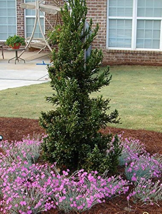 E9 Cryptomeria Black Dragon Sold Out - View 10 from www redcrocus com