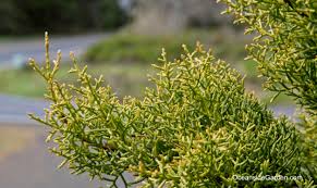 RedCrocus Cupressus Sulphurea Live Plant – Golden Evergreen Cypress, Bright Yellow Foliage, Coastal Tolerant, Container Friendly, Full Sun Landscape Conifer (Zones 7–10)  10 Gallon Nursery Pot