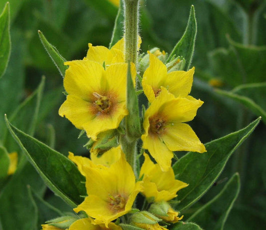 Punctata - View 10 from www redcrocus com