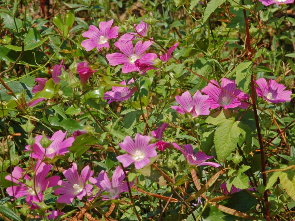 Punctata - View 14 from www redcrocus com